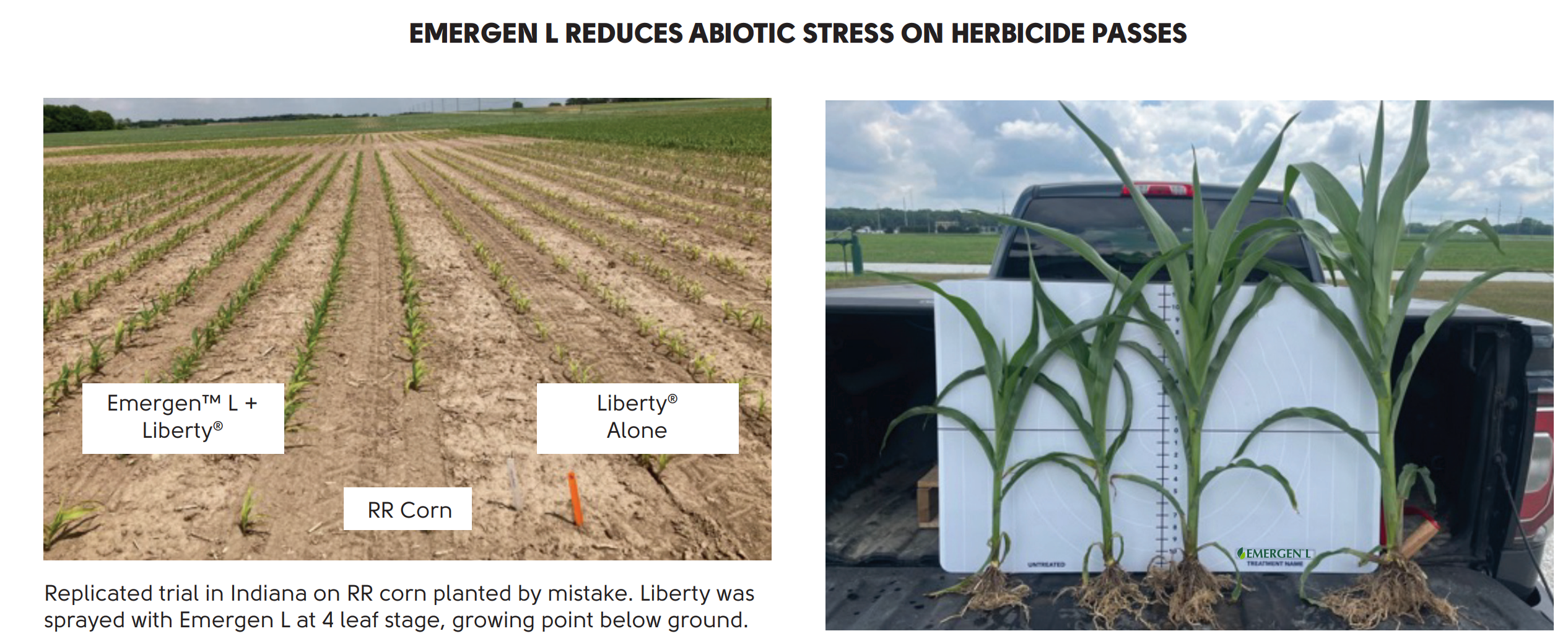 Side by side comparisons of untreated corn versus corn treated with Emergen L.