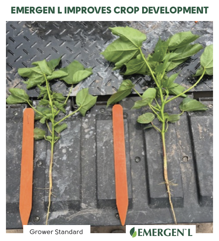 Comparison of an untreated cotton plant versus a cotton plant treated with Emergen L.