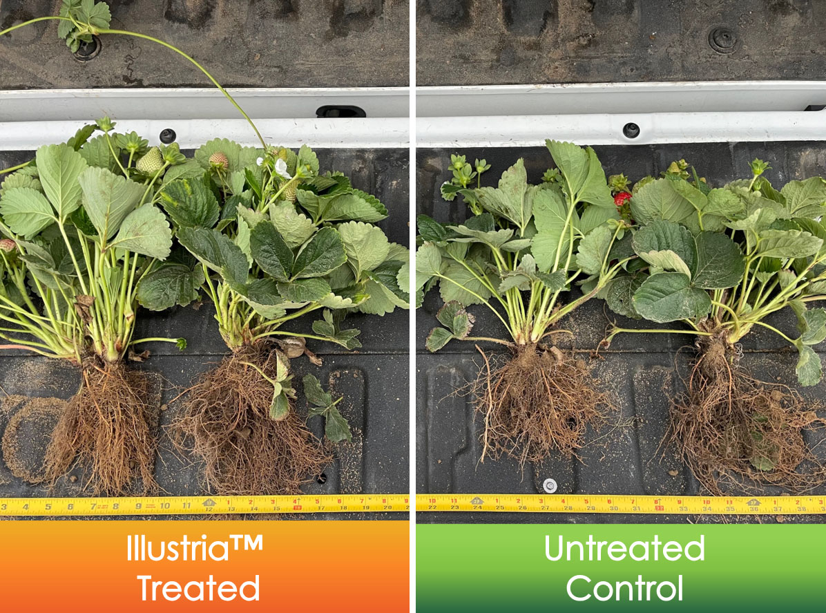 Side by side comparison of treated strawberry plants. The left side, treated by Illustria shows a more robust plant and fuller root system.
