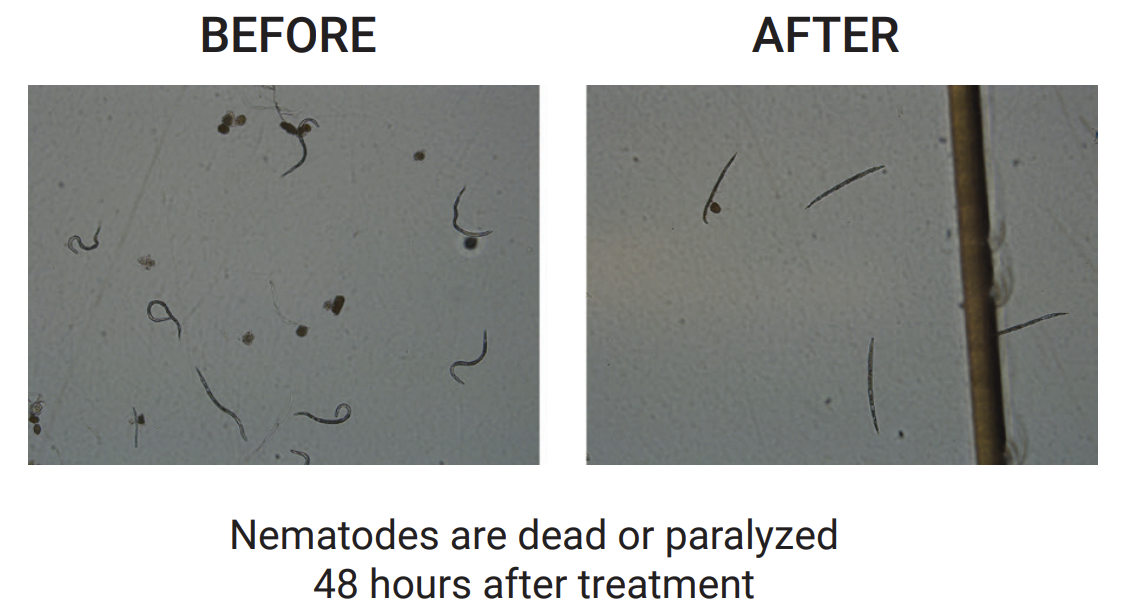 Image comparing the effects of untreated nematodes versus the reduced number of nematodes after being treated with Majestene.