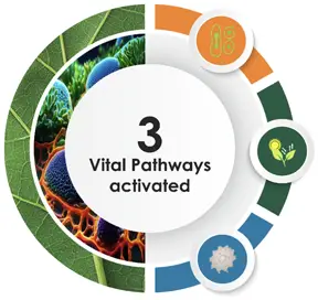 Graphic showing the 3 vital pathways activated by UBP Technology.
