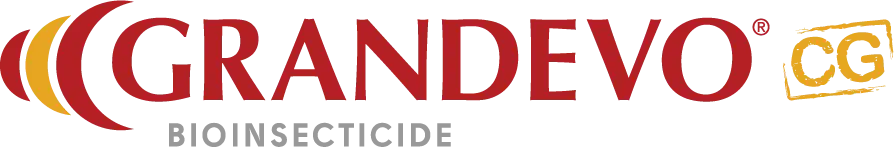 Grandevo CG logo