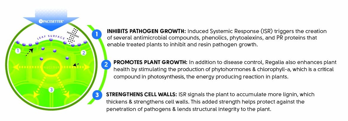 Infographic describing how Pacesetter Biofungicide protects the leaf surface of a plant with three modes of action: 1. Inhibits pathogen growth via induced systemic response (ISR); 2. Promotes plant growth by stimulating the production of phytohormones and chlorophyll-a; 3. Strengthens cell walls via increased lignin production.