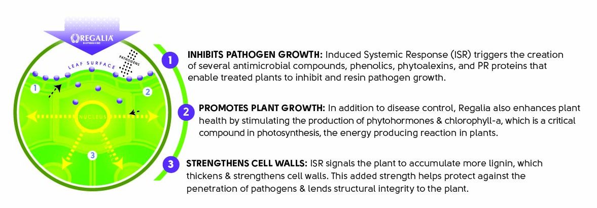 Infographic describing how Regalia Biofungicide protects the leaf surface of a plant with three modes of action: 1. Inhibits pathogen growth via induced systemic response (ISR); 2. Promotes plant growth by stimulating the production of phytohormones and chlorophyll-a; 3. Strengthens cell walls via increased lignin production.